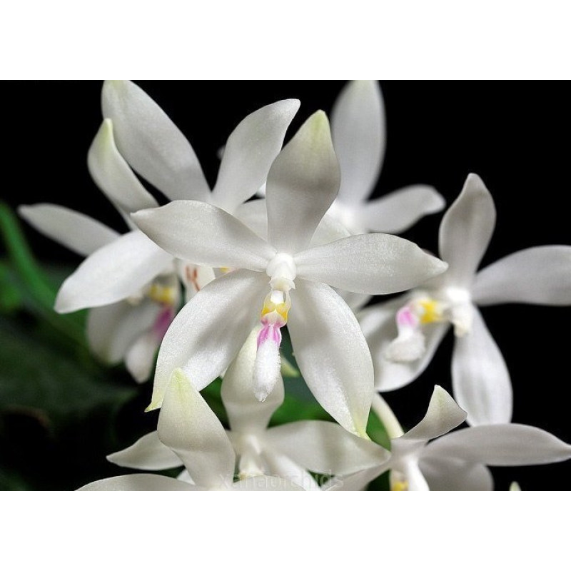 Қыздардың анальді фотолары